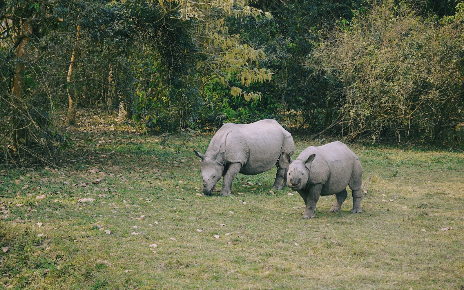 Kaziranga & Assam Explorer 1