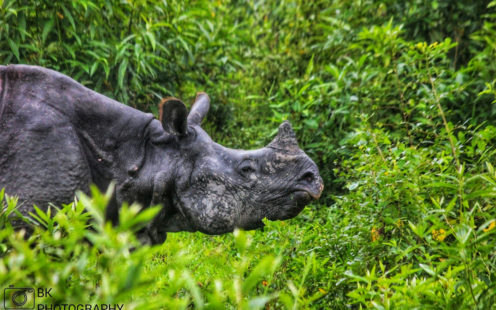 Kaziranga & Assam Explorer 2