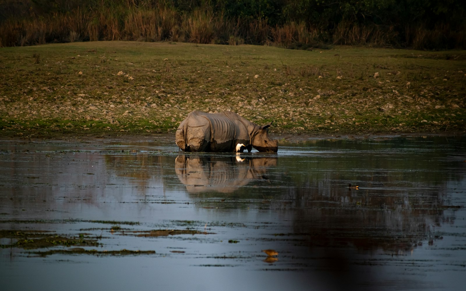 Kaziranga & Assam Explorer 3