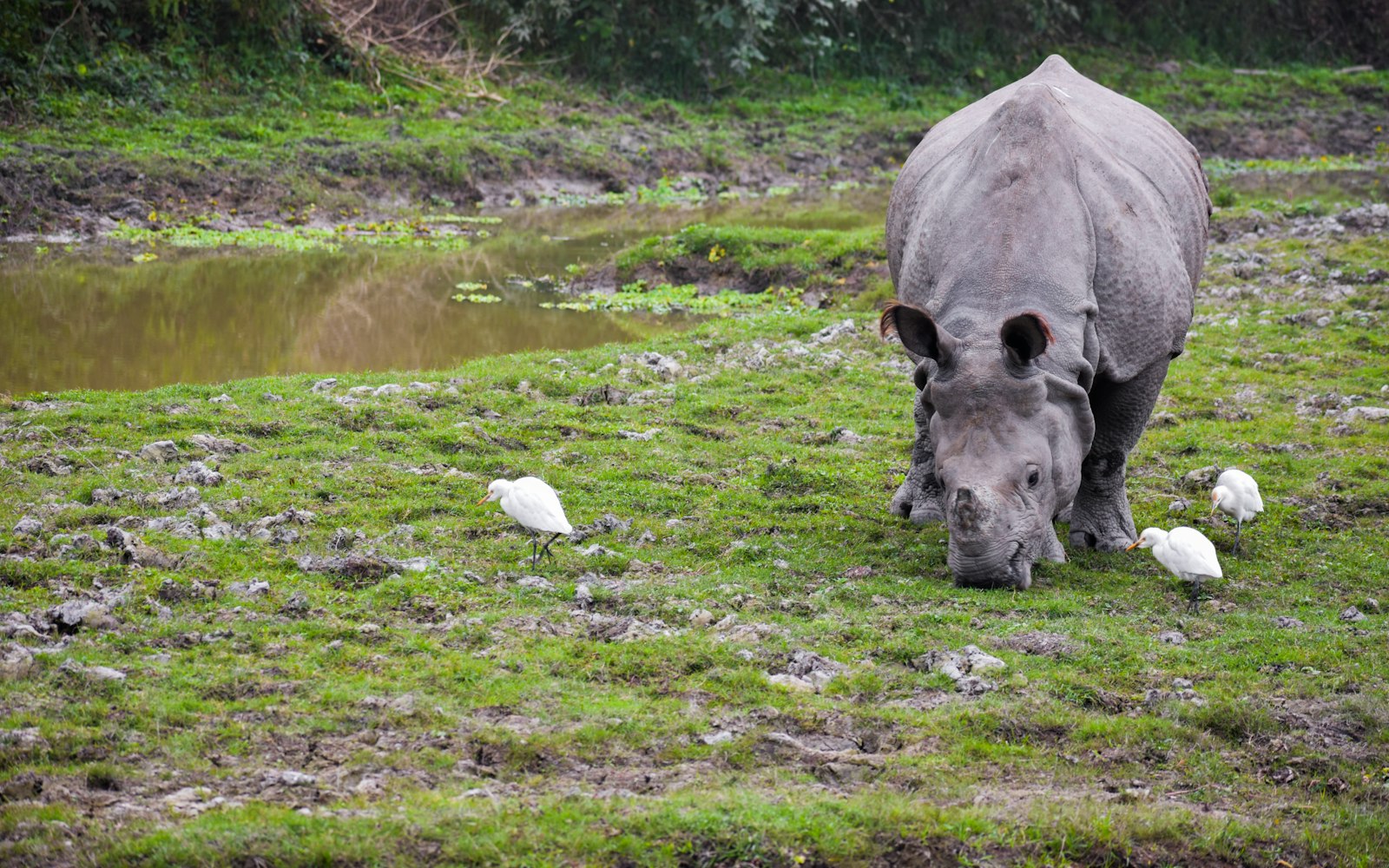 Kaziranga Wildlife Weekend 3